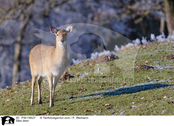 Sikahirsch / Sika deer / PW-19627