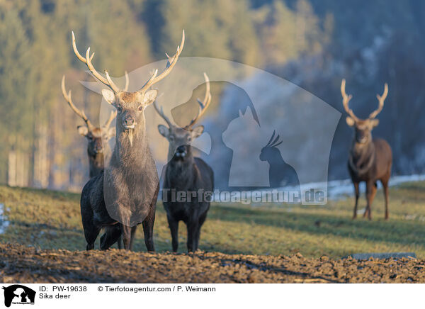 Sikahirsch / Sika deer / PW-19638