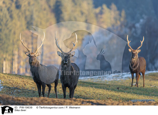 Sikahirsch / Sika deer / PW-19639