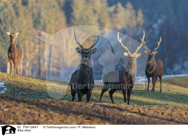 Sikahirsch / Sika deer / PW-19641