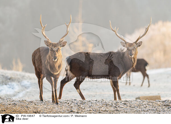 Sikahirsch / Sika deer / PW-19647