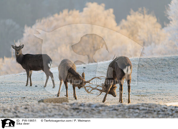 Sikahirsch / Sika deer / PW-19651