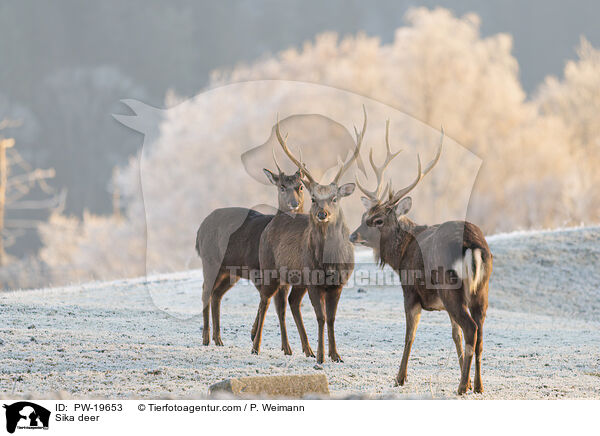 Sikahirsch / Sika deer / PW-19653