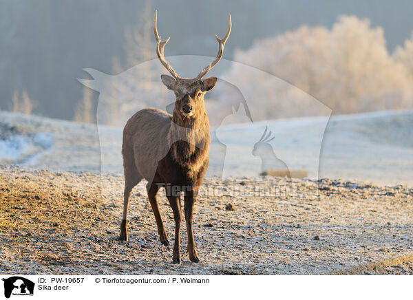 Sikahirsch / Sika deer / PW-19657