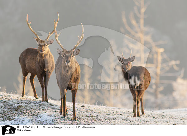 Sikahirsch / Sika deer / PW-19661