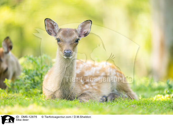 Sikawild / Sika deer / DMS-12876