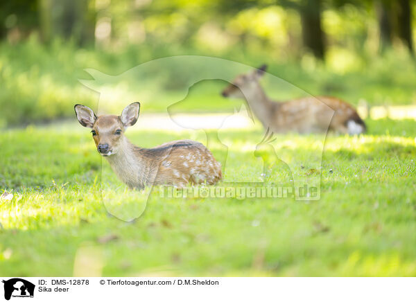 Sikawild / Sika deer / DMS-12878
