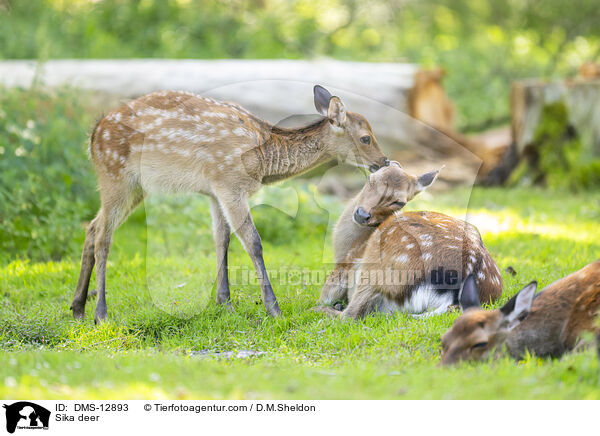 Sikawild / Sika deer / DMS-12893