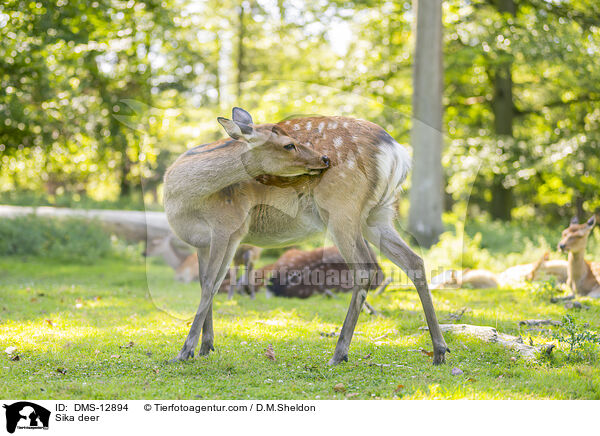 Sikawild / Sika deer / DMS-12894