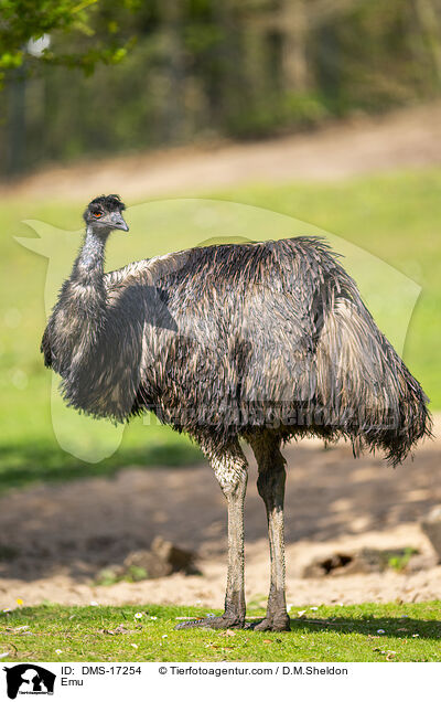 Emu / Emu / DMS-17254