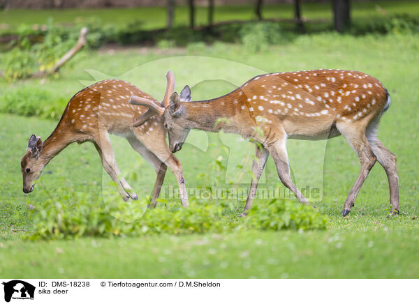 Sikawild / sika deer / DMS-18238