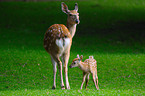 sika deer