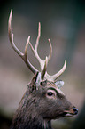 sika deer