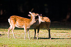 Sika deer