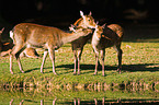 Sika deer