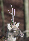 Sika deer