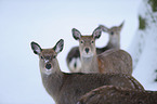 Sika deer