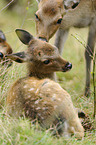 Sika deer