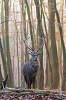 Sika deer