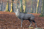 Sika deer