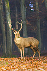 Sika deer