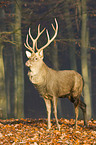 Sika deer