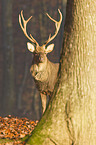 Sika deer