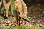 Sika deer