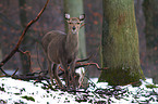 Sika deer