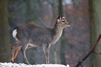 Sika deer