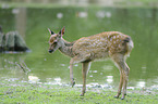 Sika deer