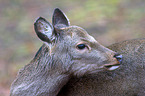 Sika deer