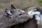 Sika deer