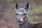 Sika deer