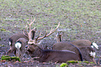 Sika deer