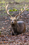 Sika deer