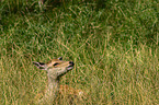 Sika deer