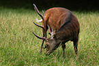 Sika deer