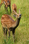 Sika deer