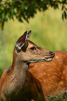 Sika deer