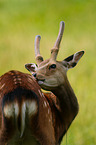 Sika deer