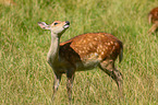 Sika deer