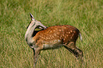 Sika deer