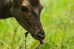 Sika deer