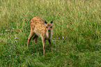 Sika deer