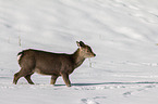 sika deer