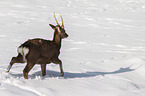 sika deer