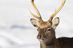 sika deer