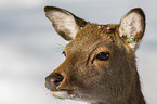 sika deer