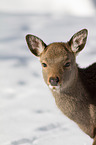 sika deer